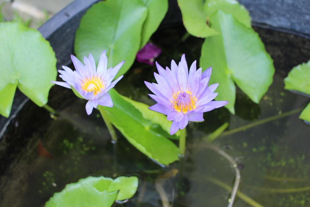 Phuc Thao Villa Хой Ан Екстериор снимка